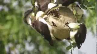 Picapaubranco Melanerpes candidus atacando uma caixa de marimbondos [upl. by Guenna296]