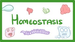 GCSE Biology  Homeostasis 54 [upl. by Shult]