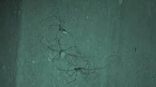 Basement Cam Harvestman VS Daddy longlegs Pholcus phalangioides eats Opiliones Basement Spiders [upl. by Ennayehc]