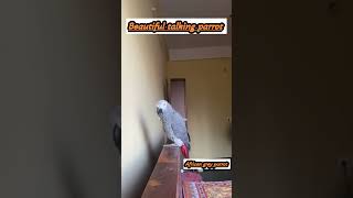 Kuku can play the messenger ringtone massenger ringtone talkingparrot greyparrot [upl. by Pownall]