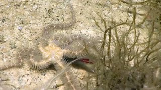 Brittle stars capture squid [upl. by Leonor]