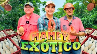 MAMEY FRUTA DE LA PASIÓN 18 meses para que el zapote se pueda comer [upl. by Erick]