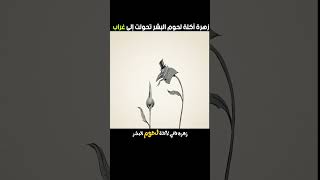 زهرة آكلة لحوم البشر [upl. by Kosiur]