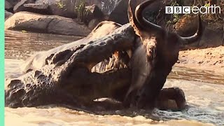 Underwater Ambush from Crocodile  BBC Earth [upl. by Karry455]