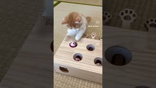 “Cats are connoisseurs of comfort” – James Herriotyoutubeshorts youtube shortvideo shortviral [upl. by Nylekoorb]