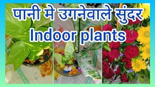 Beautiful Indoor Plants that Grow Easily In Water 💦🌊 पानी मे उगनेवाले सुंदर इनडोर पौधे gardening [upl. by Tyra]