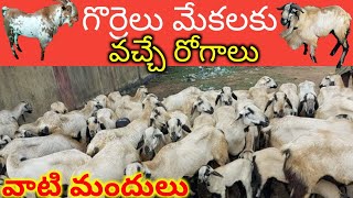 SHEEP amp GOAT FARMS DISEASES amp MEDICINE 9989054890 [upl. by Llenrrad]