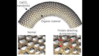 Artificial spicules Natalio et al Science 2013 [upl. by Ferdie]