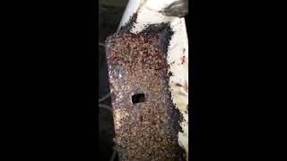 Infestation Worlds Worst Bedbug Infestation Part 2 [upl. by Alcus]