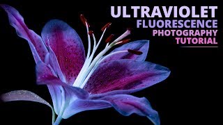 How to shoot UV Fluorescence photos of flowers  Macro Photography Tutorial [upl. by Madox]