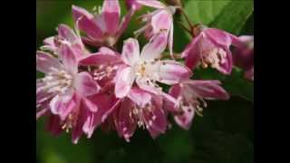 Deutzia x hybrida Strawberry Fields [upl. by Anura]