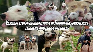 Various styles of breed dogs in Indonesia mixed bull terriers and cross pit bulls [upl. by Yanej]