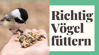 Vögel füttern  Alle wichtigen Tipps Winter amp Sommer [upl. by Filia]