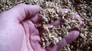 Making Malt at home Malted Barley The Malting [upl. by Cykana]