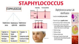 Staphylococcus II Pathogenicity II Clinical significance II Diagnosis and treatment [upl. by Sirdi]