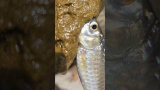 cow dung baitfishing cowdung bait fish hookfishing naturalfishinglife [upl. by Weingartner161]