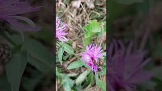 Centaurea  The Bikers flower [upl. by Neibart]