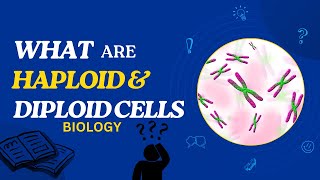 What are Haploid and Diploid Cells [upl. by Oinegue953]