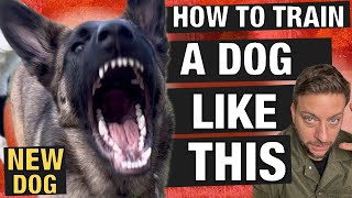 How to Train a HighEnergy Powerhouse Dog Without Losing Control [upl. by Aldercy]