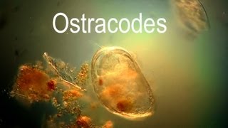 Ostracod [upl. by Eddana619]