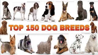 Top 150 types of Dogs and neme  A to Z Dog [upl. by Ettevram]