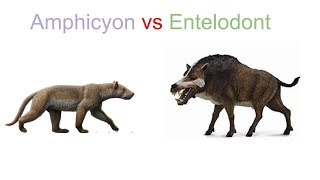 Amphicyon vs Entelodont 2019 [upl. by Dolley]