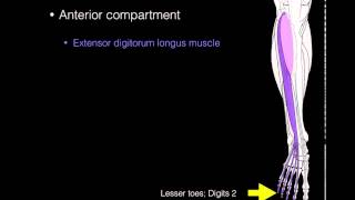 Anterior compartment leg muscles [upl. by Fougere766]