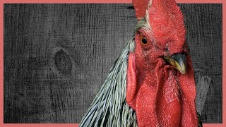 COME ALLEVARE GALLINE E GESTIRE UN POLLAIO [upl. by Nagol]