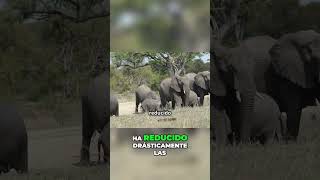 Colmillos de Elefante Un Llamado a la Conciencia proteccióndeelefantes cazafurtivadeelefantes [upl. by Malachi]