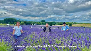 Visit Lavender farm  Richmond park amp Westfield london 2024 [upl. by Iddet]