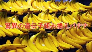 遺伝子組み換えの最強食品・スーパーバナナ、人体実験開始 [upl. by Robbi20]