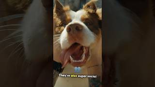 🐾Meet the Australian Shepherd on AZ Dog Breeds aussie shepherd dogs dogbreed love friends [upl. by Balch]