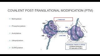 Histone Post Translational Modifications [upl. by Triplett]