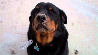 Rottweiler Digs Holes Gets Into Trouble [upl. by Eelarak]