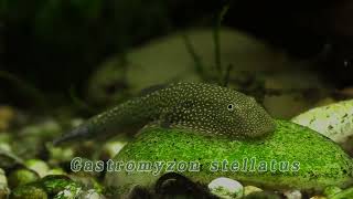 Gastromyzon stellatus [upl. by Wilie]