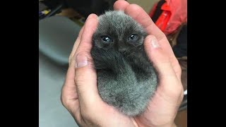 Baby Katzen  Süße und Lustige KatzenVideos 23  KatzenVideos [upl. by Onil970]