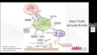 Immunosuppressive Medications for Pediatric Kidney Transplant Patients [upl. by Naval]