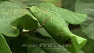 Tailorbird stitches its leaf nest in a Kanak Champa tree [upl. by Macario518]