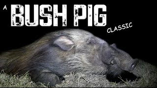 Bushpig hunting at its finest [upl. by Kleinstein994]