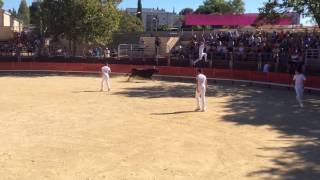 Sauts spectaculaires de taureaux de camargue après raseteurs Vendargues juillet 2016 [upl. by Ntsuj]