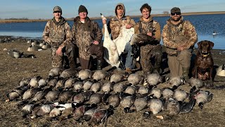 INSANE Goose And SWAN Hunt WE SHOT A BAND [upl. by Kanter85]