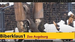 Fischotter im Schnee Zoo Augsburg [upl. by Bohlin401]