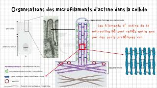 Vidéo 2 Cytosquelette  Les Microfilaments dActine Dévoilés  Structure Agencement et Fonctions [upl. by Mossman441]