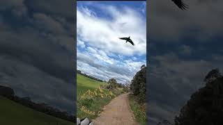 Magpie Attack Burra Country [upl. by Roanna200]