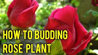 how to budding rose plant [upl. by Marilyn]