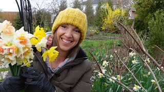 Weekly Daffodil Tour Planting Snapdragons amp Strawflower Bare Root Lily of the Valley Gomphrena [upl. by Gaidano428]