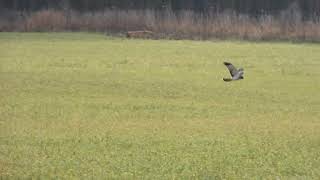 Northern Harrier the grey ghost [upl. by Anrat30]