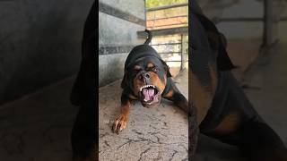 angry Rottweiler shrots [upl. by Shurwood]