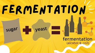 Fermentation explained in 3 minutes  Ethanol and Lactic Acid Fermentation [upl. by Quenna]