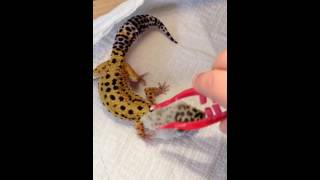 How to help your gecko molt [upl. by Kramer]